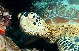 Sipadan_2015_Tortue Franche_Chelonia mydas_IMG_2086_rc